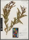 Foto von Salix triandra L.